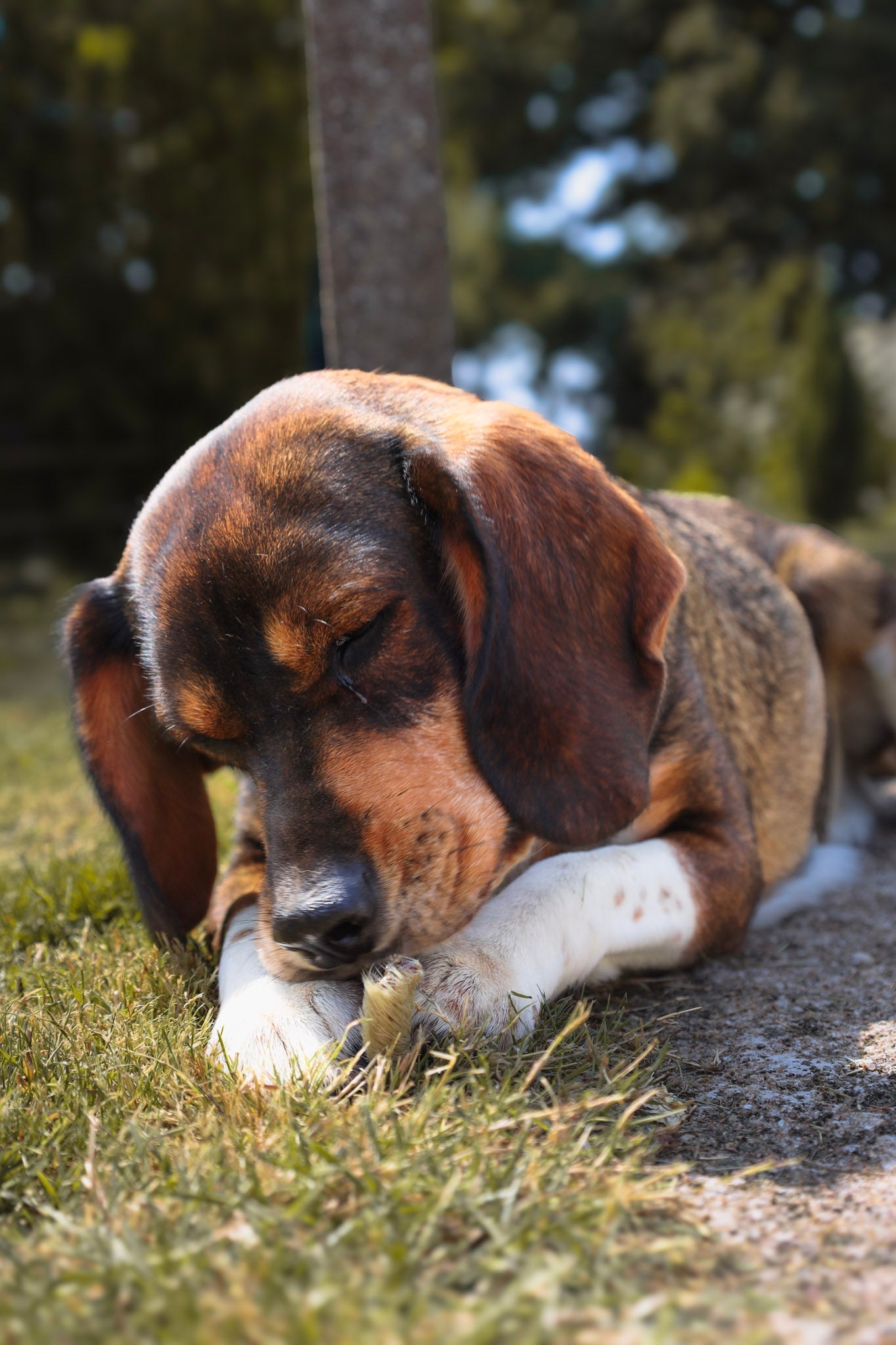 BIEN CHOISIR SA MASTICATION : Le guide complet pour le bien-être de votre chien