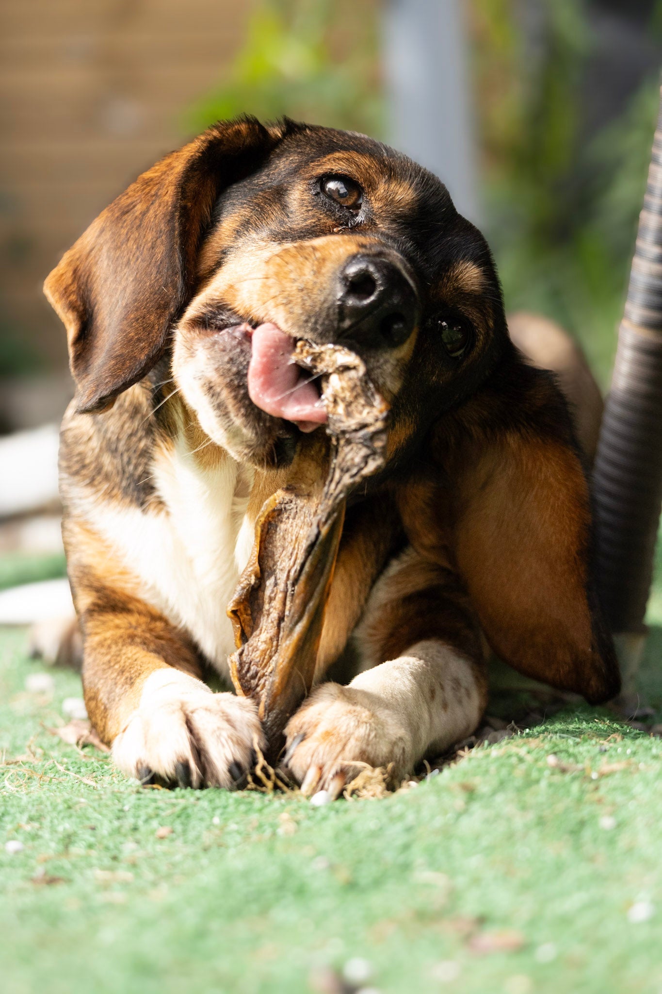 Mastication Moyenne pour Chien - Friandises à Mâcher Naturelles