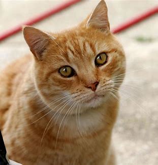 Tout voir Chat