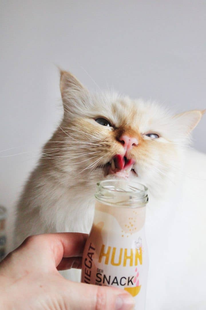 Smoothie pour chat au poulet