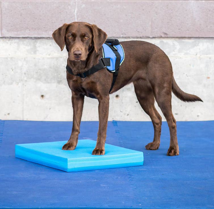 Coussin d'équilibre FitPaws®: Bleu