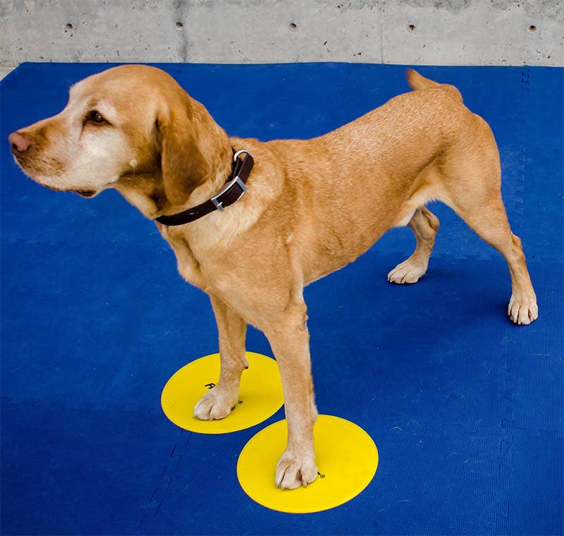 Cibles : Objectifs FitPaws®