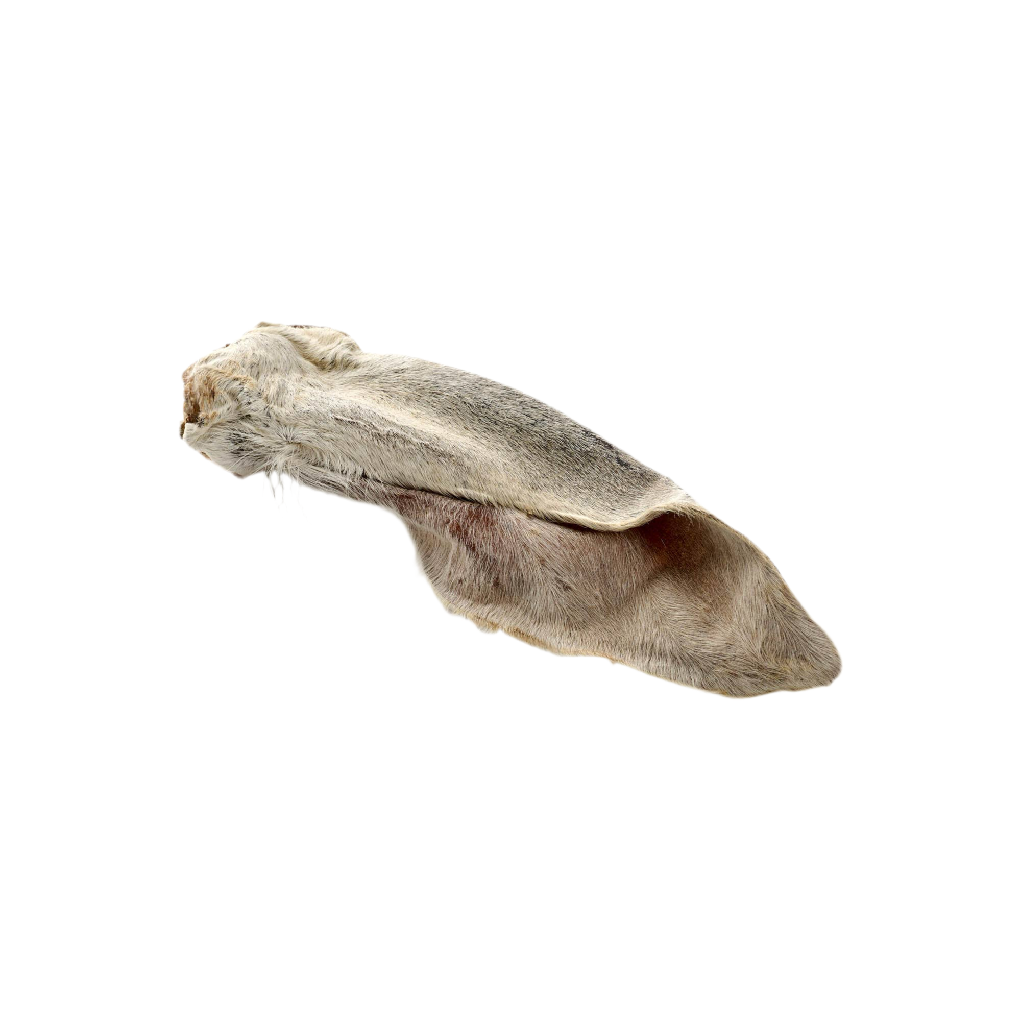 Oreilles de veau avec poils - 3 pièces