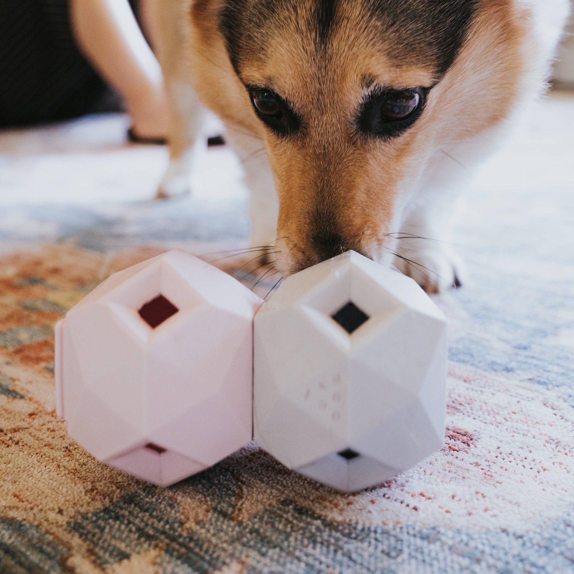 The Odin : Balle distributrice pour chien