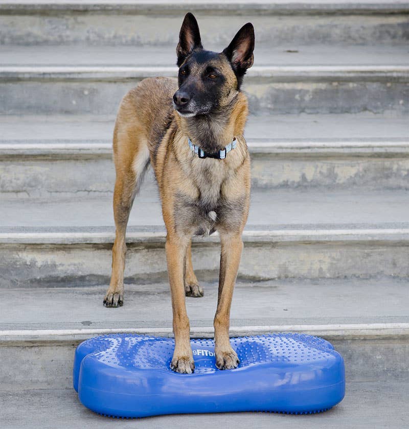 Plateforme d'entraînement CanineGym® K9FitBone Balance — Vert