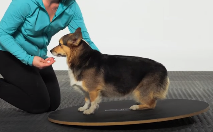 Planche oscillante FitPaws®