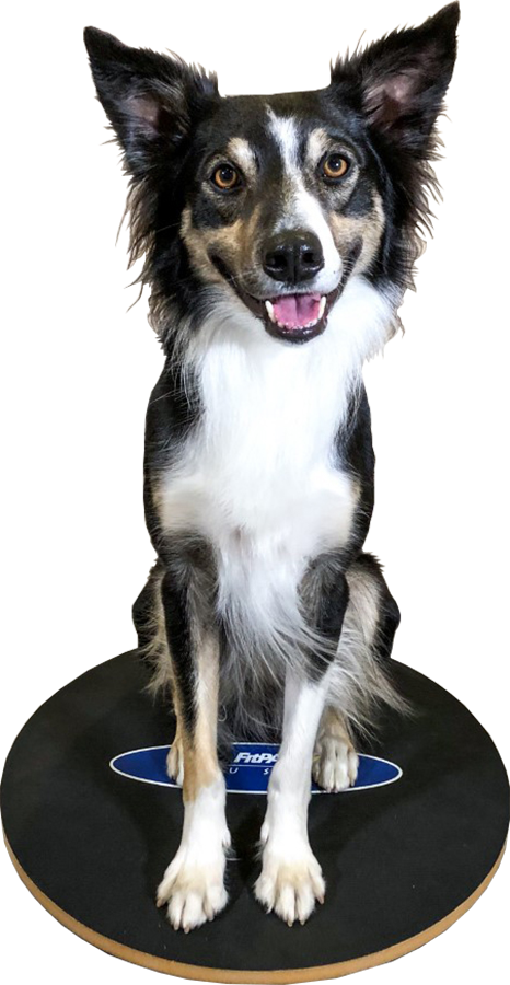 Planche oscillante FitPaws®