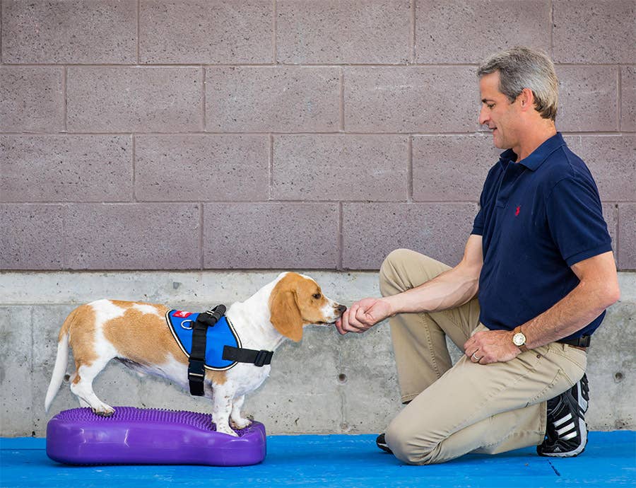 Plateforme d'entraînement CanineGym® K9FitBone Balance — Vert