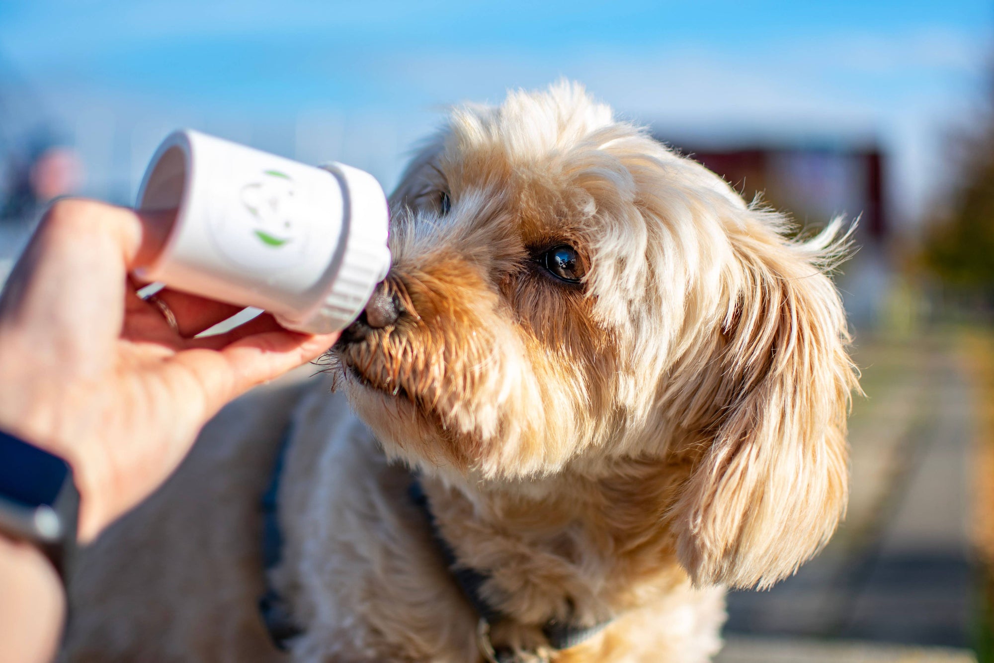 DOGGYPUMPER avec lanière - distributeur de patés rechargeable