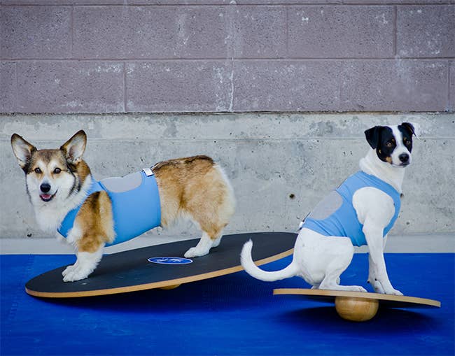 Planche oscillante FitPaws®