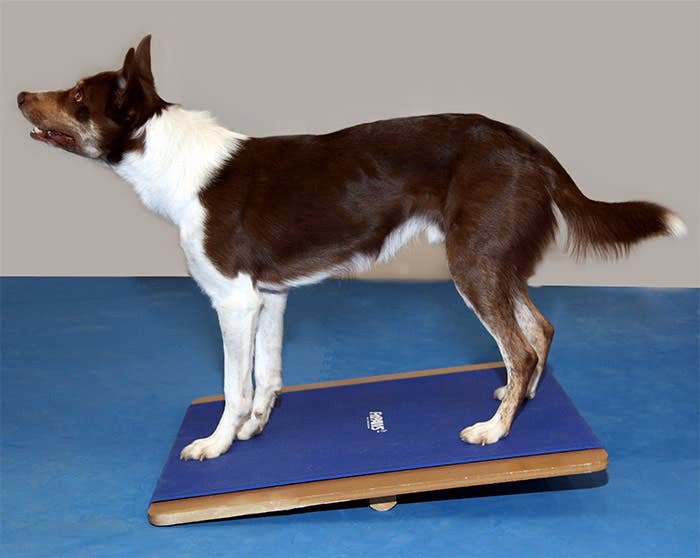 Planche à bascule géante FitPaws®